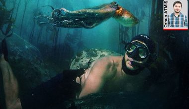 İnsanı kendine âşık eden ahtapot