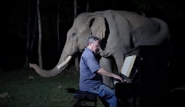 Paul Barton’dan filler için klasik müzik dinletisi