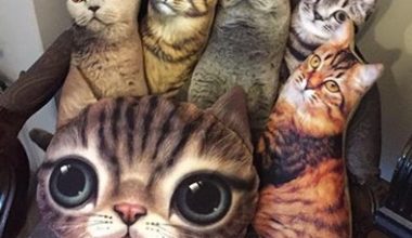 Türkiye’nin ilk Kedi Müzesi’ni açacağız