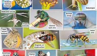 Doğa insanı büyülüyor