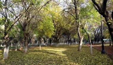 Atatürk’ün fidanına 1 altın ödendi, yanan ormanlar yeniden yeşertildi