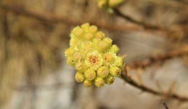 Sadece 11 tane kalan ‘Ölmez Çiçeği’ için eylem planı çağrısı