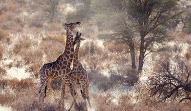 Zürafa: Soyu tükenmemiş kara canlıların en uzunu