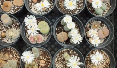 Çakıl taşları yine çiçek açtı