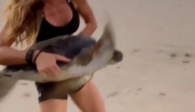 Ünlü manken Gisele Bündchen, ağlara takılan kaplumbağayı kurtardı