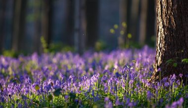 “Mavi Orman” görenleri kendine hayran bırakıyor