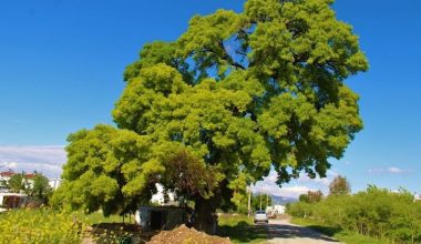 210 yaşındaki dişbudak ağacı fırtınaya yenildi 210 yaşındaki dişbudak ağacı fırtınaya yenildi