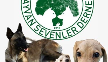 Dionysos Tiyatro’dan Sokak Hayvanlarına Destek Dionysos Tiyatro’dan Sokak Hayvanlarına Destek