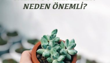 YALAN SÖYLEMEMEK NEDEN ÖNEMLİ?