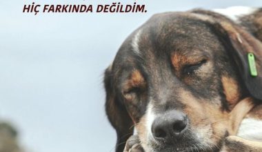 FINDIK NE KADAR ‘CAN’MIŞ. NE KADAR İÇİMDEYMİŞ! HİÇ FARKINDA DEĞİLDİM.