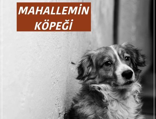 Mahallemin Köpeği