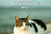 Gözümden Yaşlar Süzülüyor. Niye?