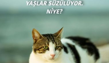 Gözümden Yaşlar Süzülüyor. Niye?