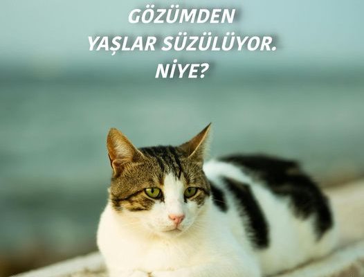 Gözümden Yaşlar Süzülüyor. Niye?