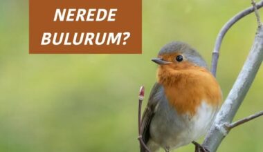 YAŞAMIMIN ANLAMINI NEREDE BULURUM?