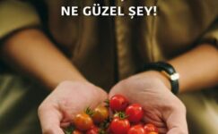 BİR DOMATESİN HASRETİNİ ÇEKMEK NE GÜZEL ŞEY!