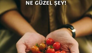 BİR DOMATESİN HASRETİNİ ÇEKMEK NE GÜZEL ŞEY! BİR DOMATESİN HASRETİNİ ÇEKMEK NE GÜZEL ŞEY!