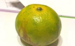 ABİ, MANDALİNA SEVER MİSİN? ABİ, MANDALİNA SEVER MİSİN?