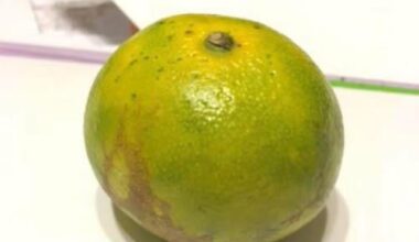 ABİ, MANDALİNA SEVER MİSİN?