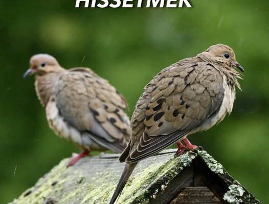 ANLAŞILMAMIŞ HİSSETMEK