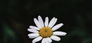 ÖĞRENCİM BİR ÇİÇEK GİBİ AÇILMIŞTI