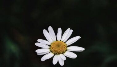 ÖĞRENCİM BİR ÇİÇEK GİBİ AÇILMIŞTI