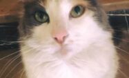 BU GÜZEL GÖZLÜ KEDİ…