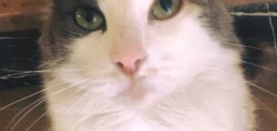 BU GÜZEL GÖZLÜ KEDİ…
