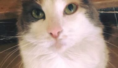 BU GÜZEL GÖZLÜ KEDİ… BU GÜZEL GÖZLÜ KEDİ…