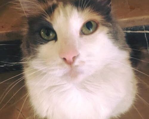 BU GÜZEL GÖZLÜ KEDİ…